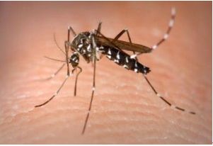 デング熱を伝染するデング蚊、黒色の体や白色の縞ですぐ気づかれる。 （http://www.freemalaysiatoday.com/） 